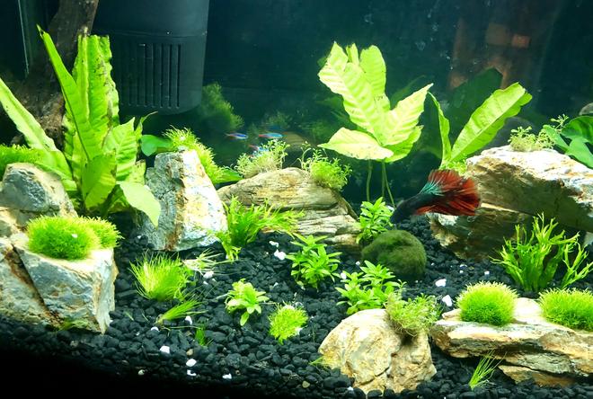 10 gallons planted tank (mostly live plants and fish) - First attempt w/live plants!