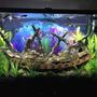 45 gallons freshwater fish tank (mostly fish and non-living decorations) - Ship Wreck