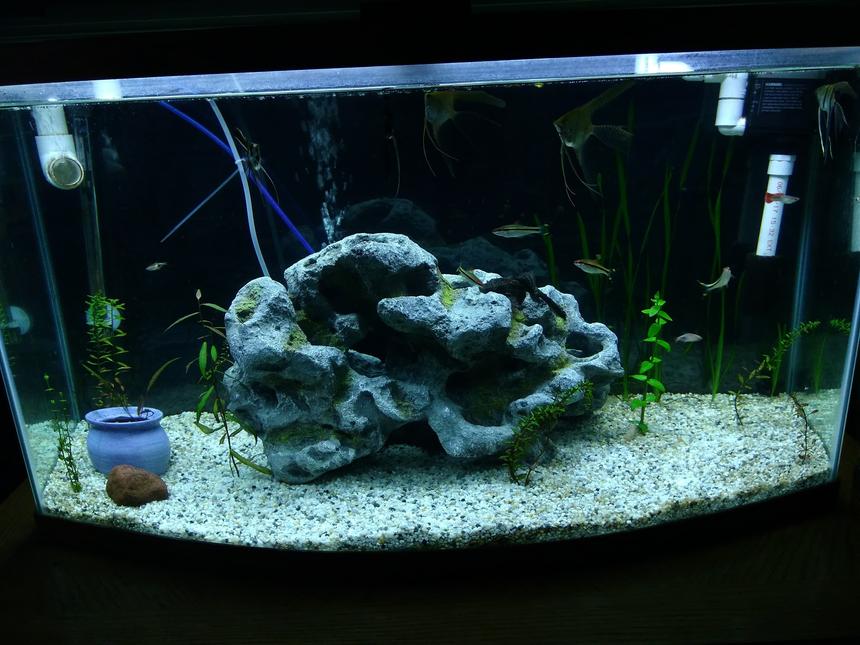 Rated #54: 75 Gallons Planted Tank - My 46 bow front, newly planted.