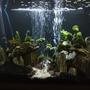 35 gallons planted tank (mostly live plants and fish) - 35 gallon easy maintenance Moss ball and slate rock decorated fish tank easy care great to look at. Still a work in progress, aren't they all.