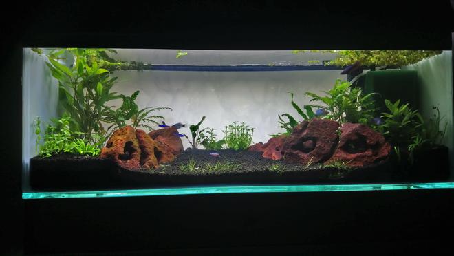 15 gallons planted tank (mostly live plants and fish) - First planted tank set up