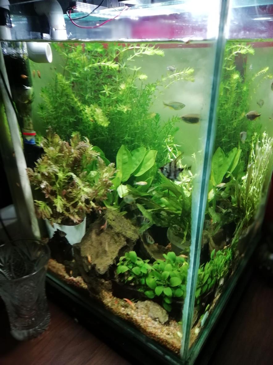 Rated #36: 30 Gallons Planted Tank - Planted cube