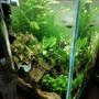 30 gallons planted tank (mostly live plants and fish) - Planted cube