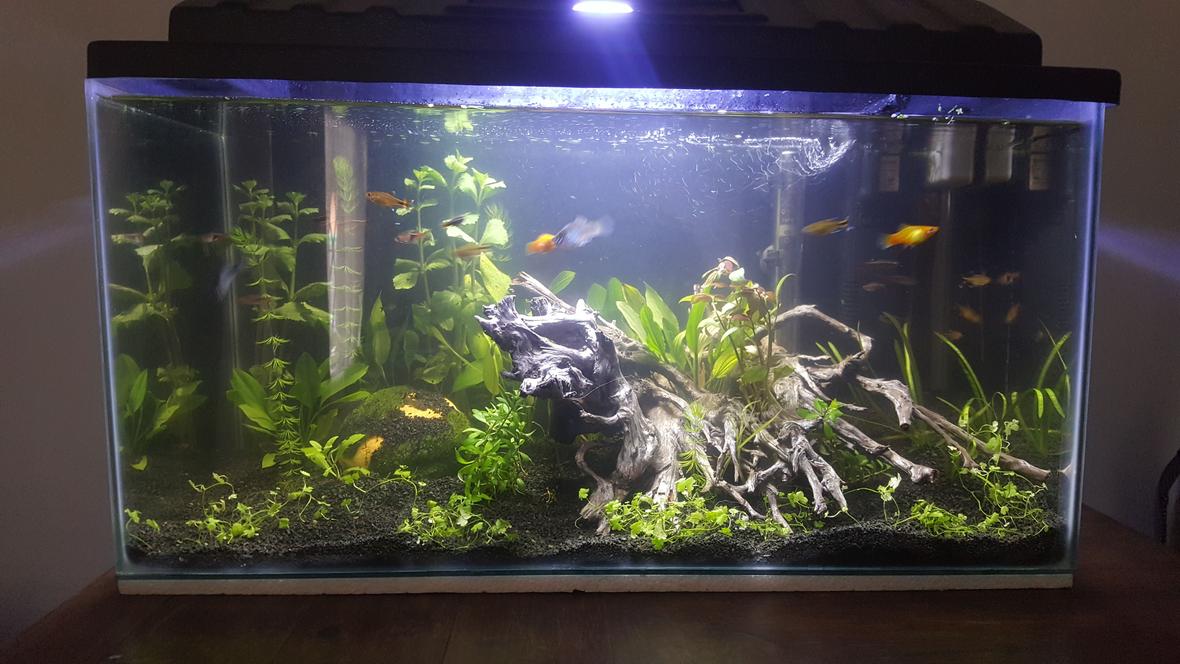 15 gallons planted tank (mostly live plants and fish) - 1 month old
