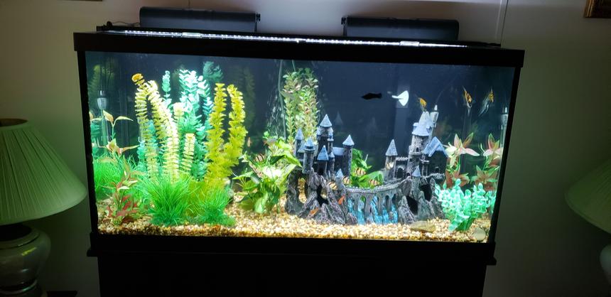 Rated #34: 90 Gallons Freshwater Fish Tank - The Camelot