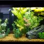 fish tank picture - My 30 gallon with a marineland 200 biowheel hob filter, tetra 100 watt heater, artificial plants and driftwood