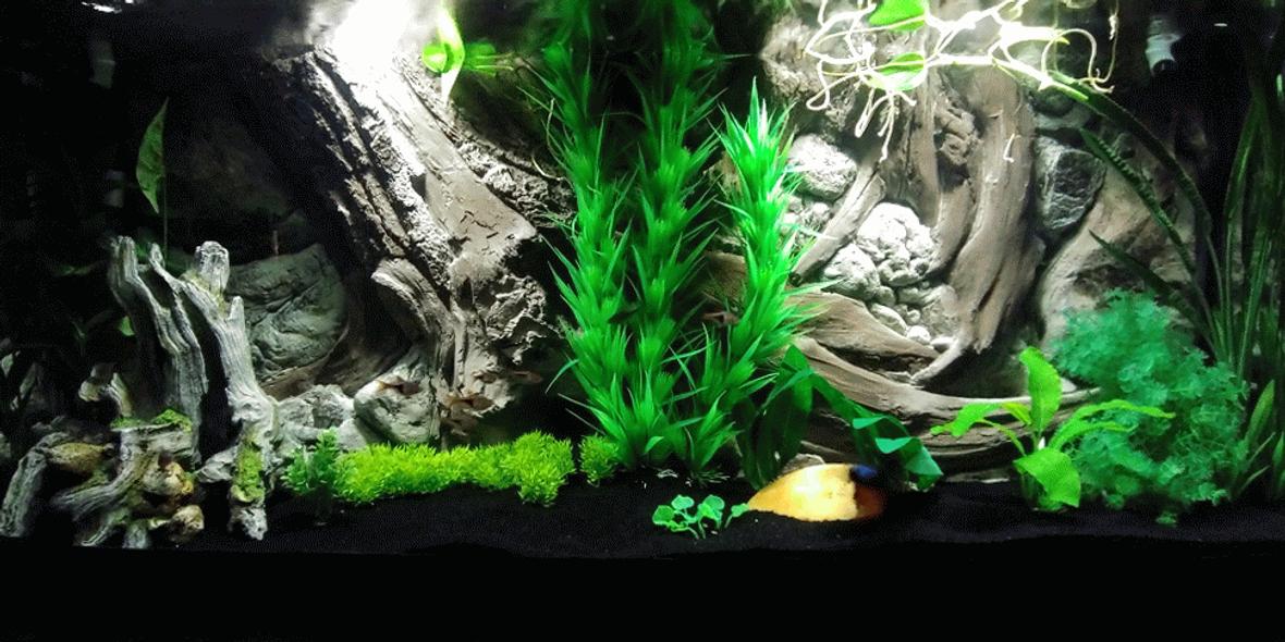 55 gallons freshwater fish tank (mostly fish and non-living decorations) - New 55g