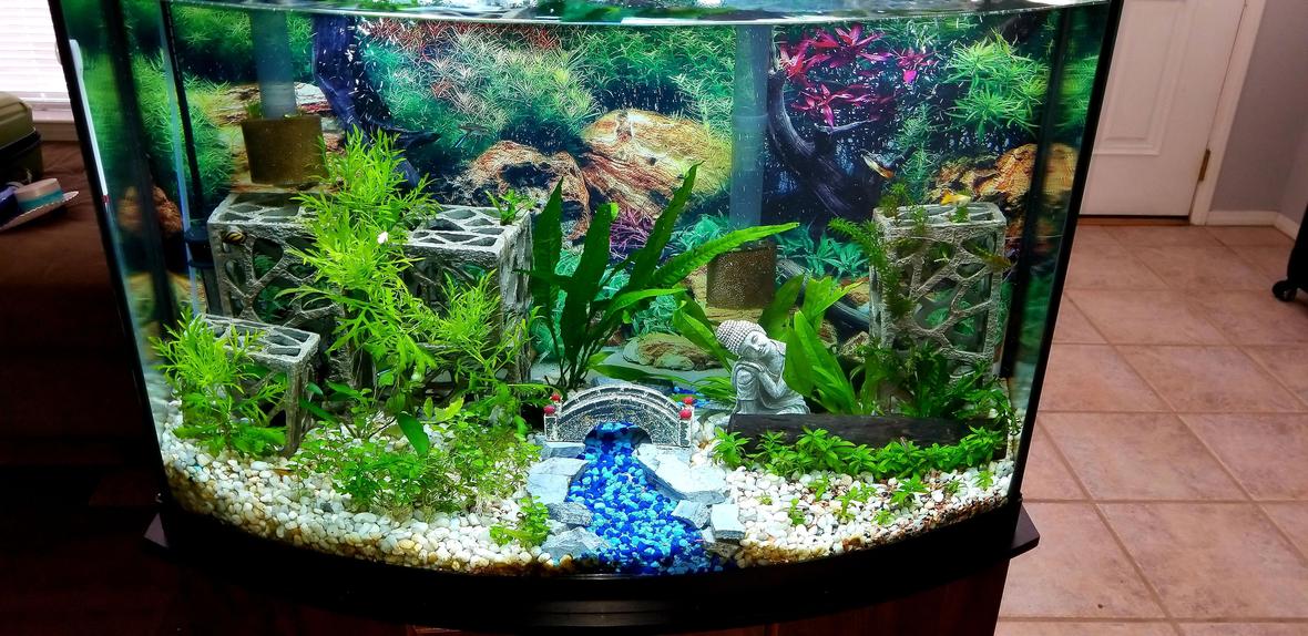 36 gallons planted tank (mostly live plants and fish) - First tank 36G bowfront