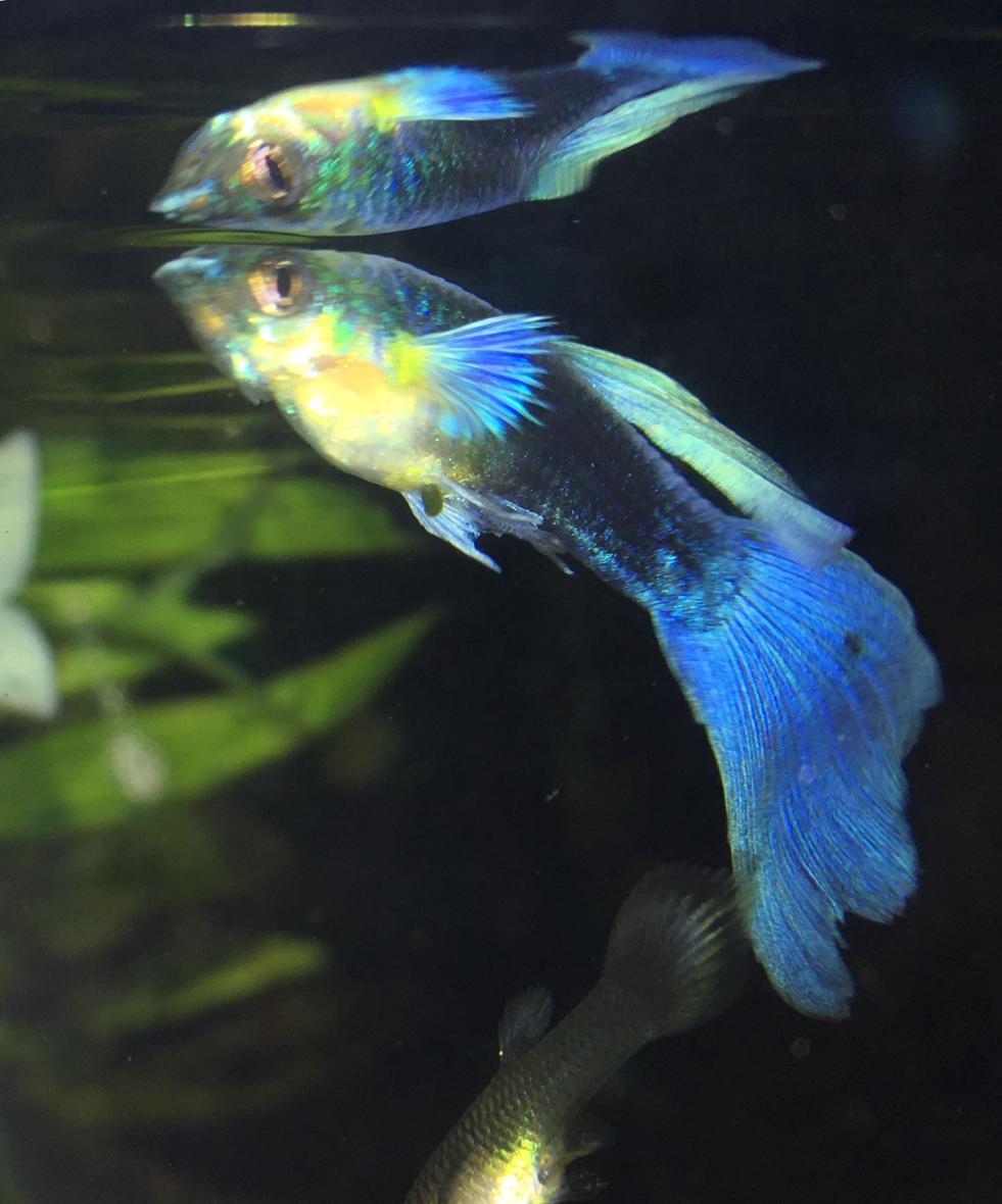 freshwater fish stocking in 30 gallons tank - Blue tuxedo guppy