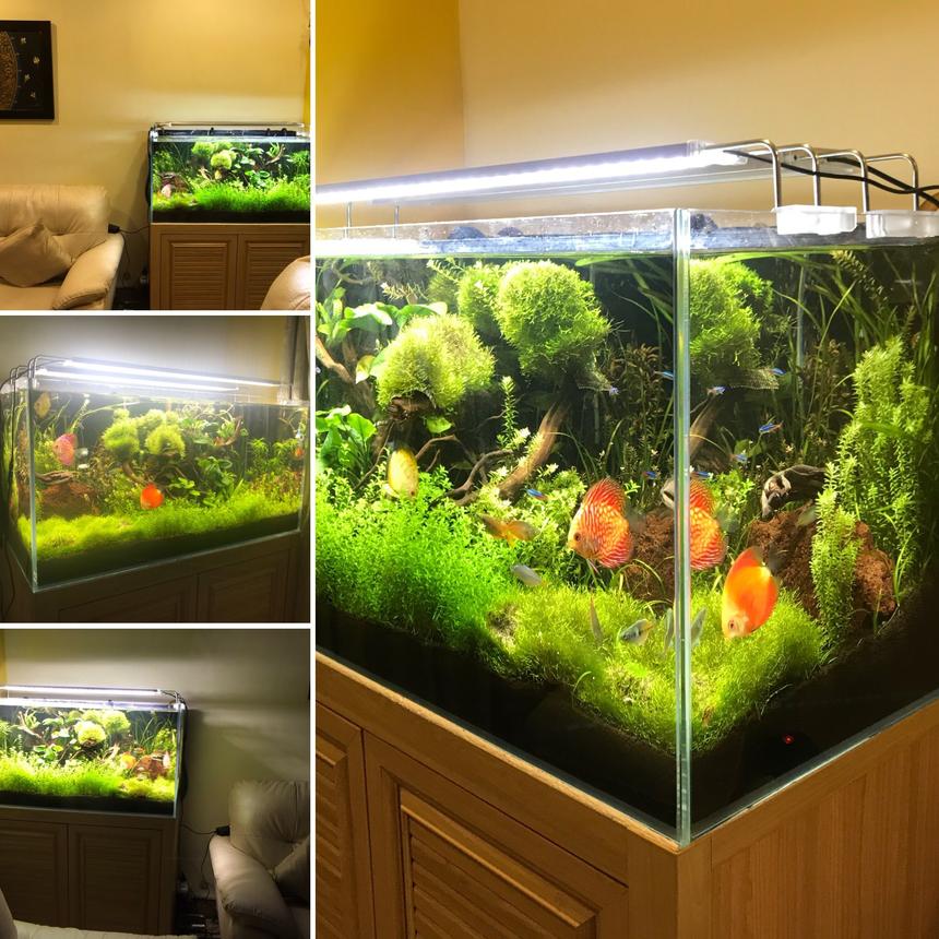 Rated #6: 50 Gallons Planted Tank - Freshwater Planted Tank 50G #nextfisherman