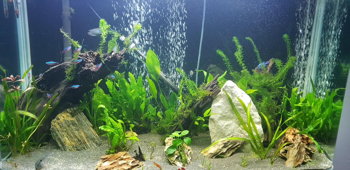 90 gallons planted tank (mostly live plants and fish) - 1st pic