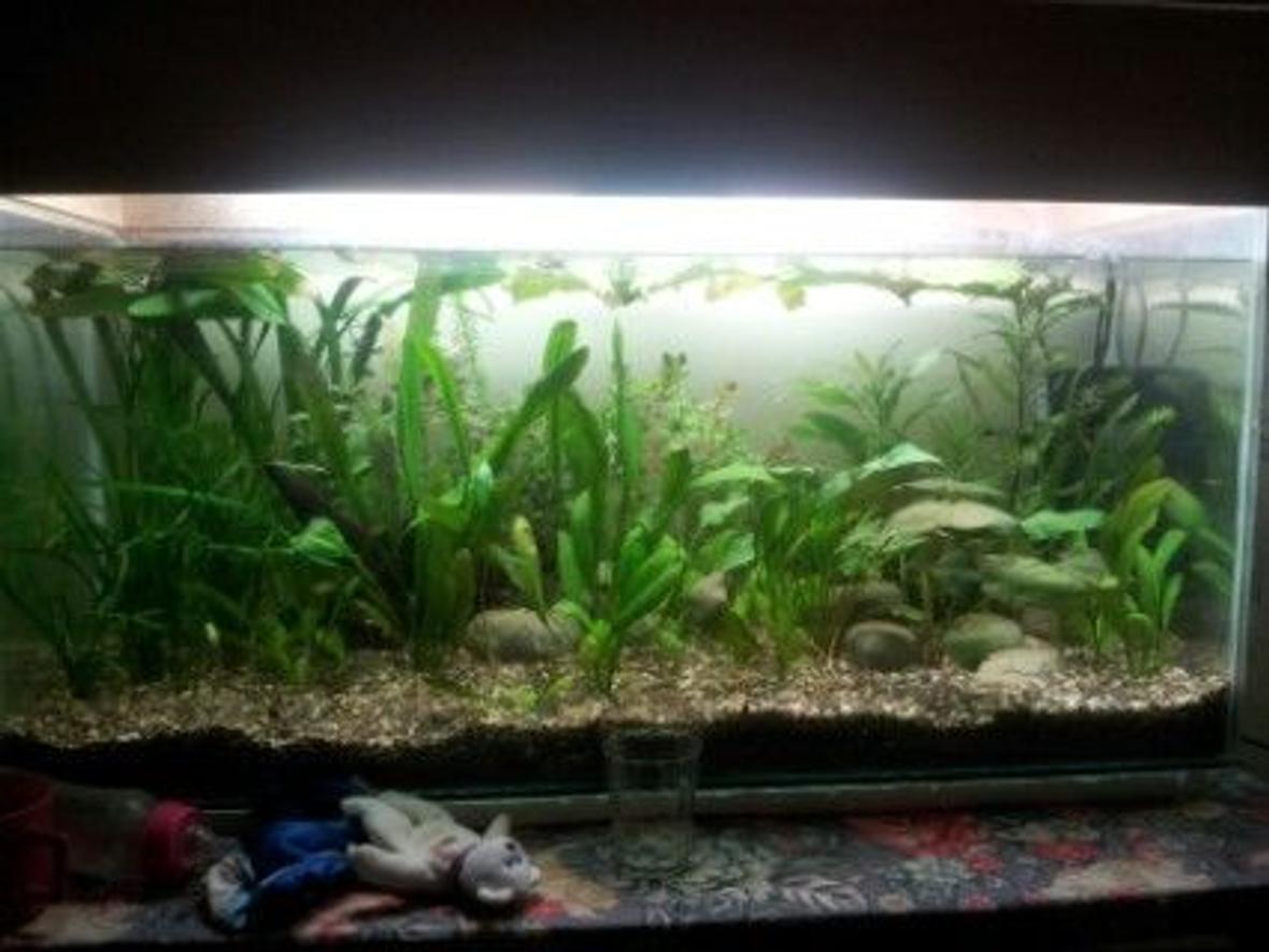 27 gallons planted tank (mostly live plants and fish) - my tank with some plants and fishes