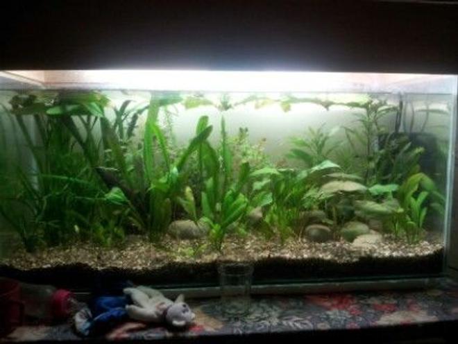 27 gallons planted tank (mostly live plants and fish) - my tank with some plants and fishes