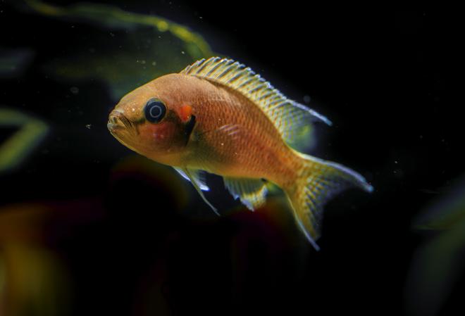 freshwater fish stocking in 53 gallons tank - cichlid princess