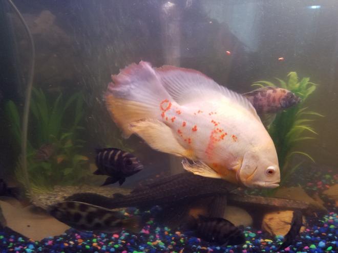 freshwater fish stocking in 40 gallons tank - Albino tiger long finger Oscar. I call him Yeti