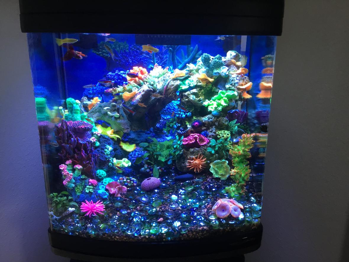 28 gallons reef tank (mostly live coral and fish) - Freshwater reef.