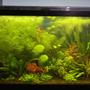 29 gallons planted tank (mostly live plants and fish) - Planted Tank