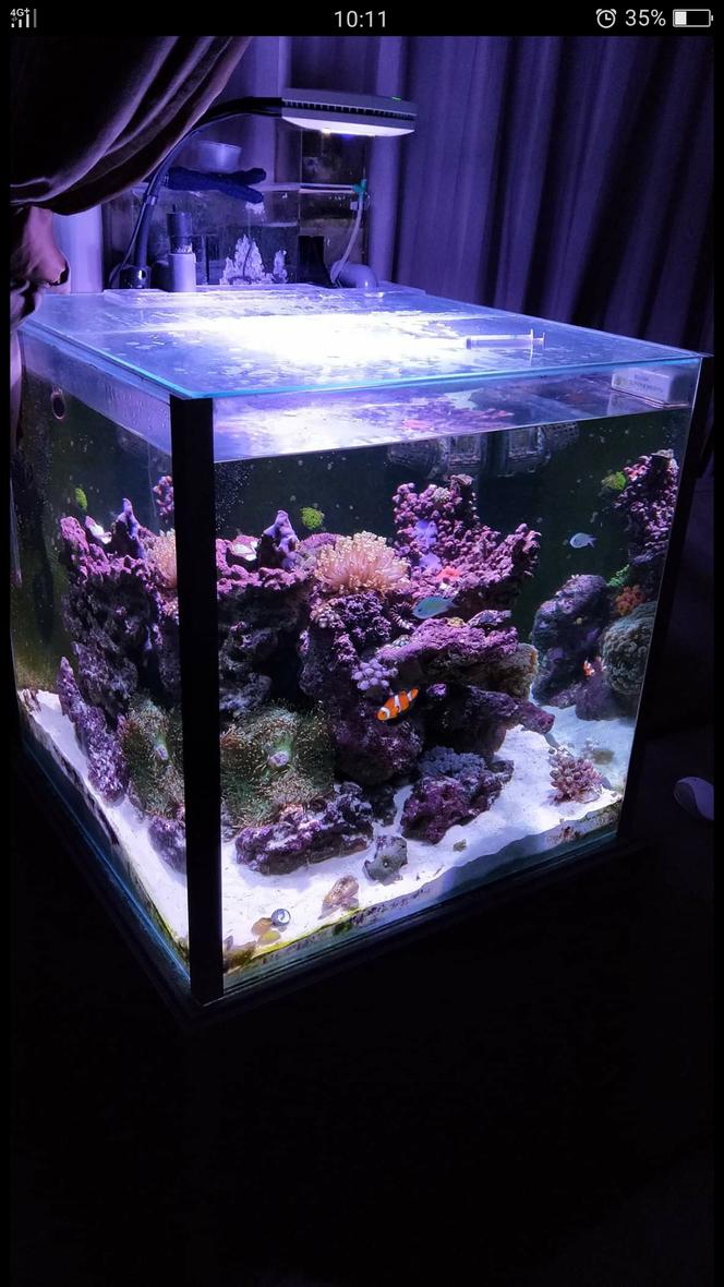 Rated #4: 52 Gallons Reef Tank - Cube corner tank