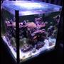 52 gallons reef tank (mostly live coral and fish) - Cube corner tank