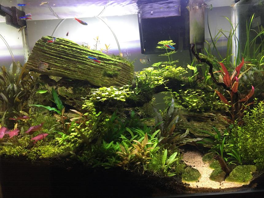 Rated #21: 20 Gallons Planted Tank - Escarpment in the Jungle