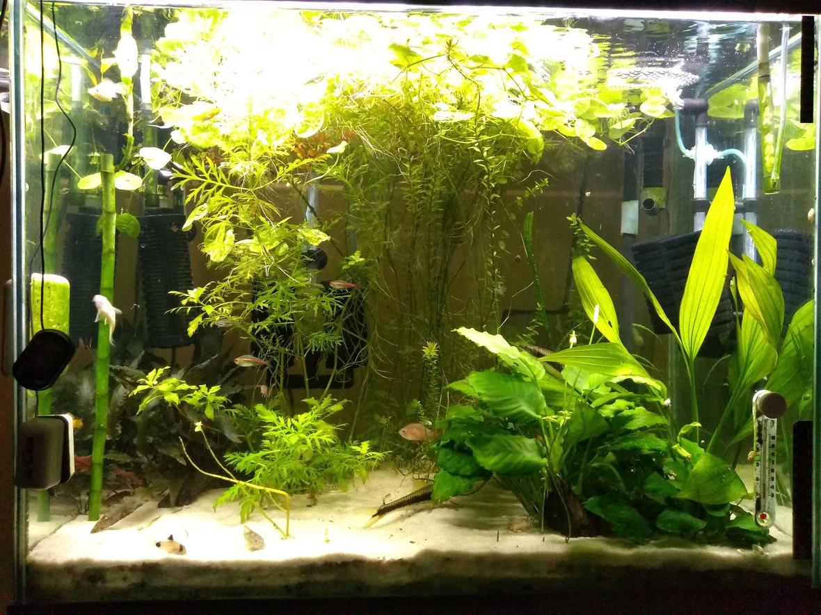 56 gallons planted tank (mostly live plants and fish) - Under Construction
