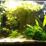 56 gallons planted tank (mostly live plants and fish) - Under Construction
