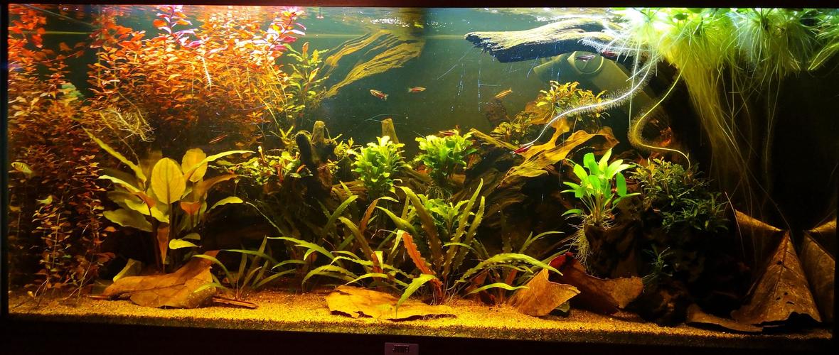 47 gallons planted tank (mostly live plants and fish) - Front