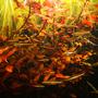 fish tank picture - Nannostomus rubrocaudatus hiding among Ludwigia Palustris