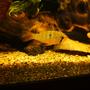 freshwater fish stocking in 47 gallons tank - Mikrogeophagus ramirezi, after 3.5 weeks, still coloring out