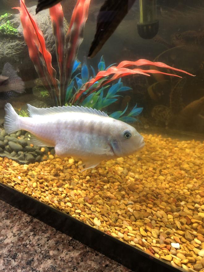 30 gallons freshwater fish tank (mostly fish and non-living decorations) - N