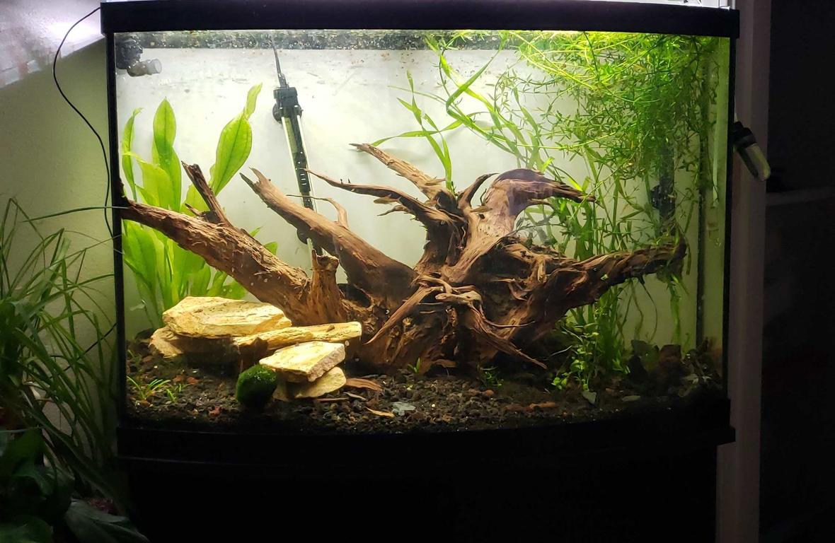 36 gallons planted tank (mostly live plants and fish) - Stump filled bowfront