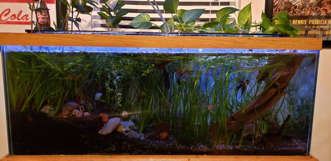 36 gallons planted tank (mostly live plants and fish) - planted 75