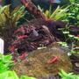 fish tank picture - Red Cherry Shrimp