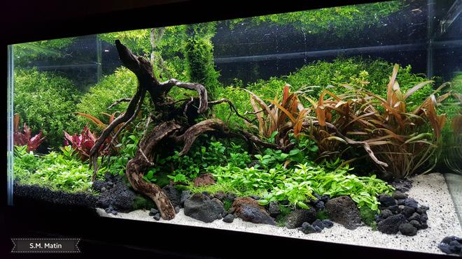 15 gallons planted tank (mostly live plants and fish) - My 15 gallon high energy planted tank.