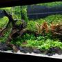 15 gallons planted tank (mostly live plants and fish) - My 15 gallon high energy planted tank.