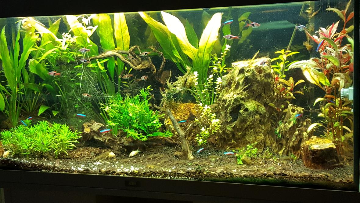 100 gallons planted tank (mostly live plants and fish) - early stages planted tank