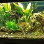 100 gallons planted tank (mostly live plants and fish) - early stages planted tank