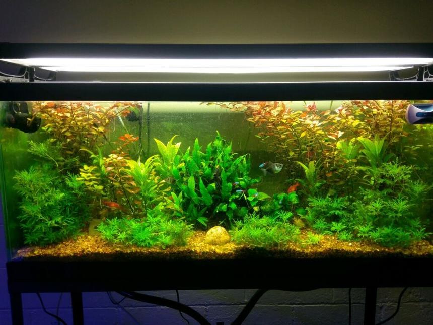 Rated #16: 75 Gallons Planted Tank - My 75 gal planted tank. Been up and running for three years.