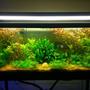 75 gallons planted tank (mostly live plants and fish) - My 75 gal planted tank. Been up and running for three years.