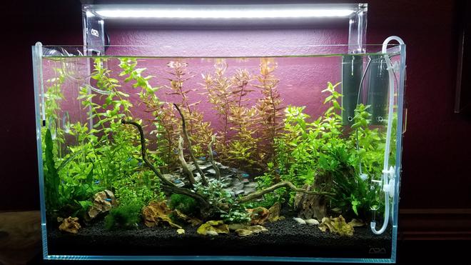 17 gallons planted tank (mostly live plants and fish) - Over ran by Beauty!