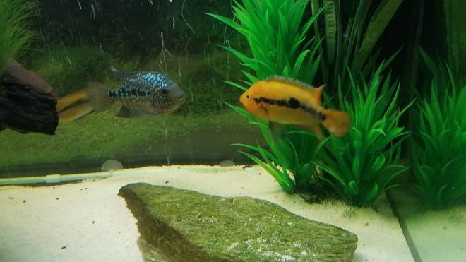 freshwater fish stocking in 125 gallons tank - Rainbow Cichlid (male)