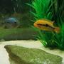 freshwater fish stocking in 125 gallons tank - Rainbow Cichlid (male)