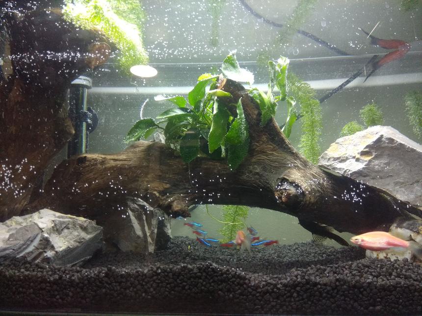 Rated #38: 15 Gallons Planted Tank - First one, after 5 months.