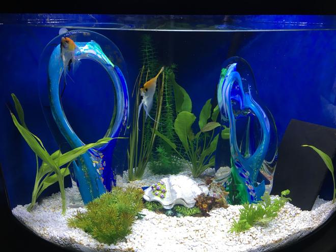 36 gallons freshwater fish tank (mostly fish and non-living decorations) - Blue Glass Lagoon