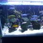 125 gallons freshwater fish tank (mostly fish and non-living decorations) - Random2