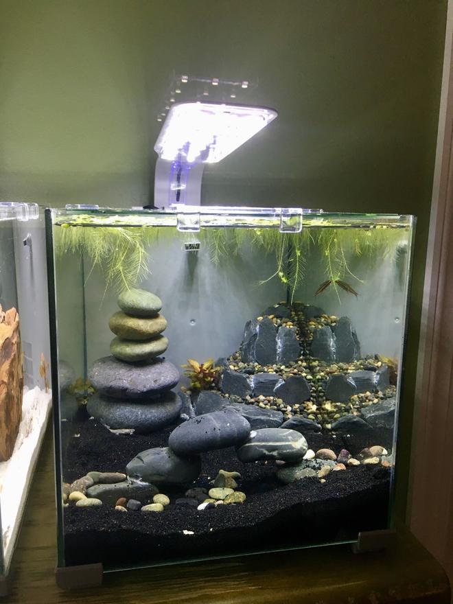 5 gallons freshwater fish tank (mostly fish and non-living decorations) - 5 gallon freshwater tankAfrican dwarf frog Cory catGlolight tetra