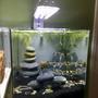 5 gallons freshwater fish tank (mostly fish and non-living decorations) - 5 gallon freshwater tankAfrican dwarf frog Cory catGlolight tetra