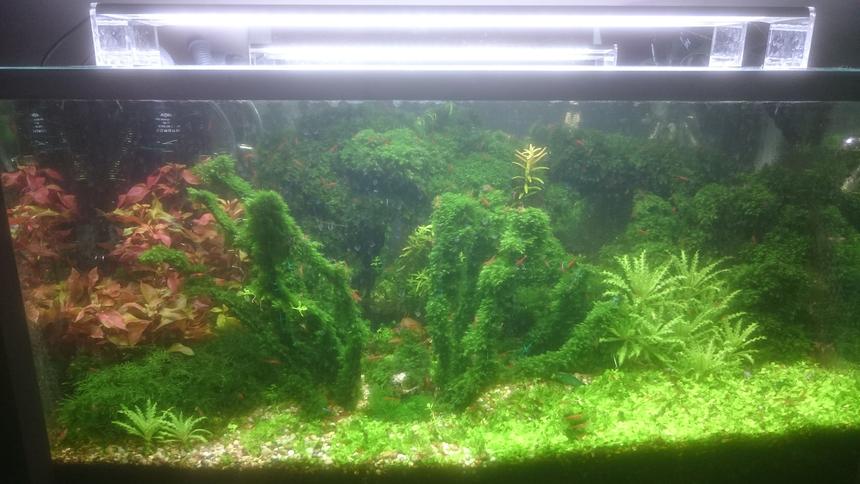 Rated #15: 25 Gallons Planted Tank - shrimp tank