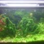 25 gallons planted tank (mostly live plants and fish) - shrimp tank