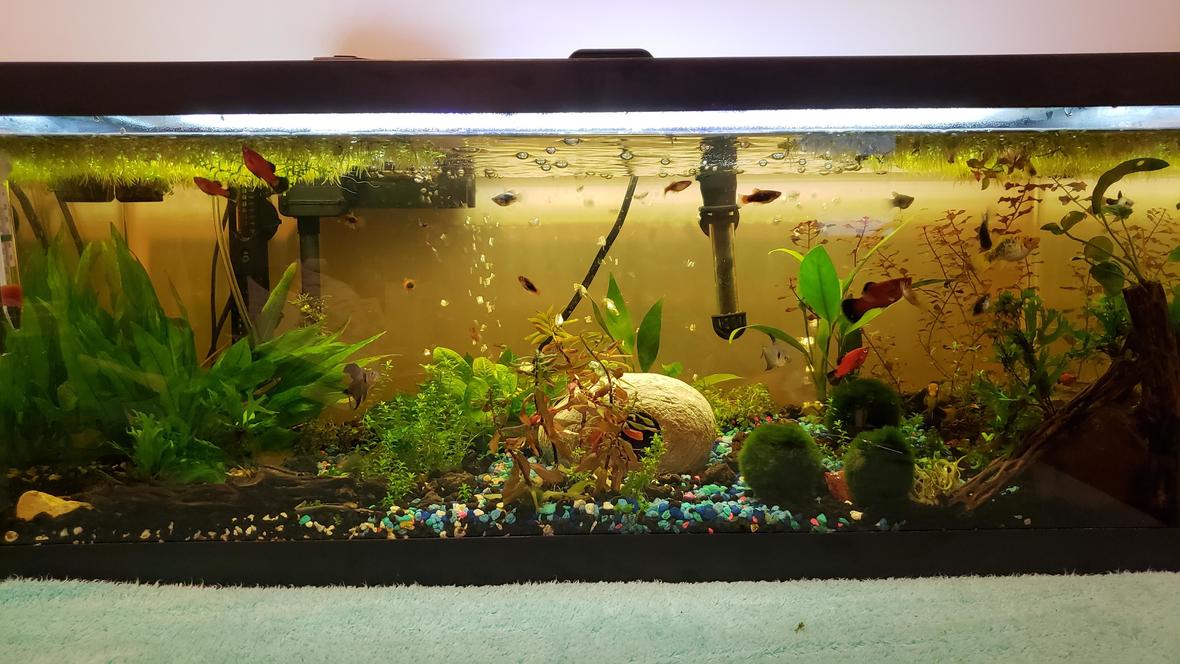 25 gallons planted tank (mostly live plants and fish) - Our 25 gallon community tank. The yellow tint is tannin from the cholla wood and leaves, and the light is softer and more shaded because the water spangles are thick. Our fish seem to prefer the shaded areas, and most of our plants don't require heavy light to grow, so we let the tank remain somewhat lower light level than average for their comfort. If you want to avoid this tint, just boil the wood and leaves you want to add to the tank for a longer period, we usually only boil wood and leaves for 10 minutes for small pieces since we like the tint.